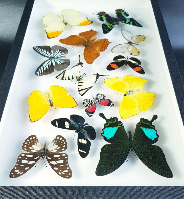 Collection de papillons du monde