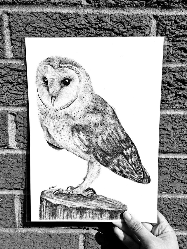 Barn Owl A4 Print