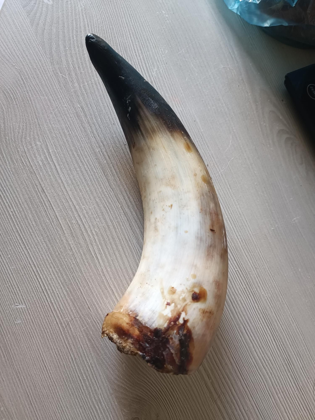 Corne de boeuf pleine 