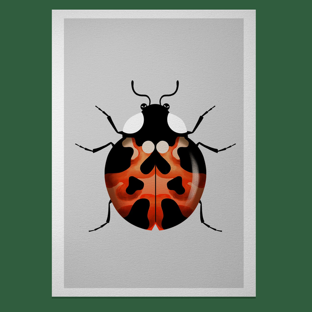 Coccinelle