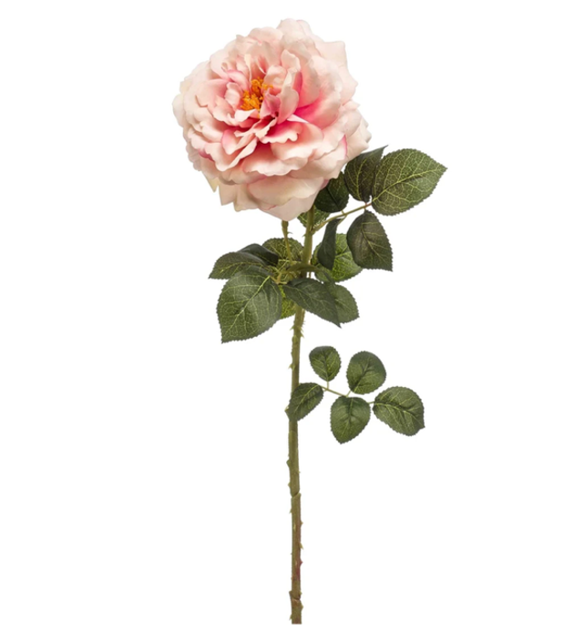 Rose amanda pink 75cm