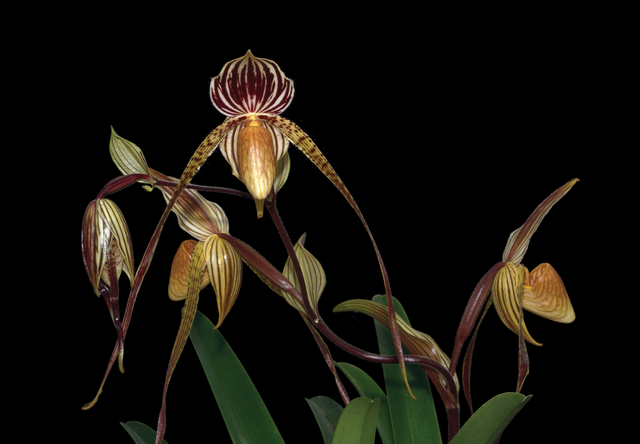 Rising to the Call of Beauty Essence