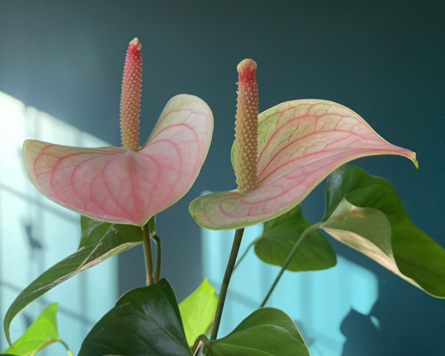 Anthurium Flower - Photo Print