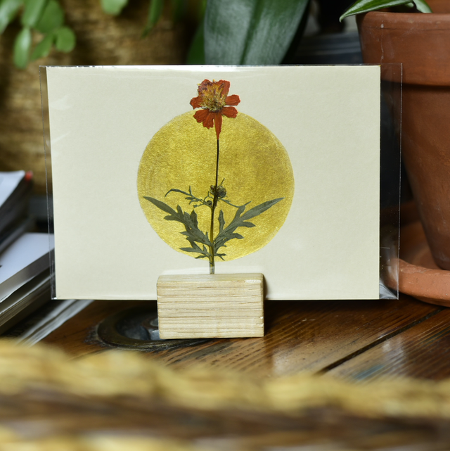 carte postale • tagete patula