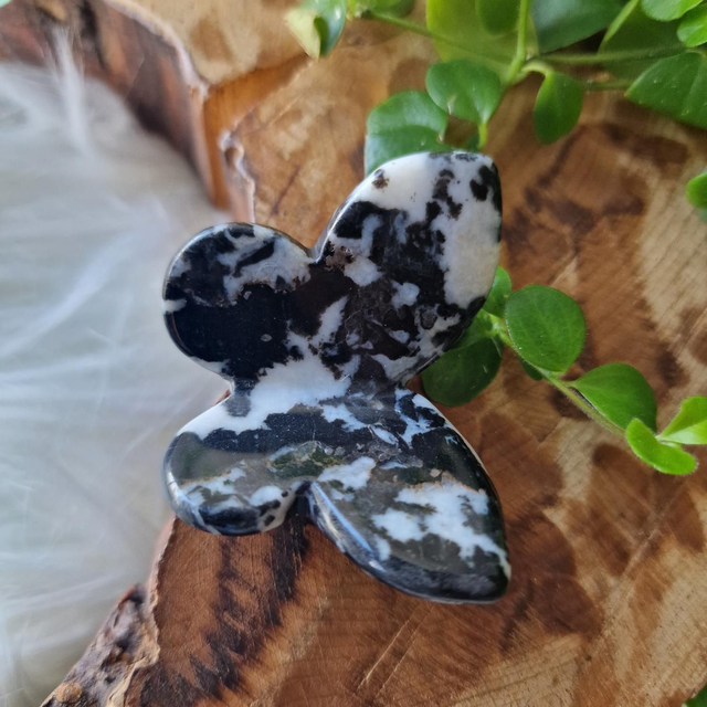 Zebra jasper butterfly 