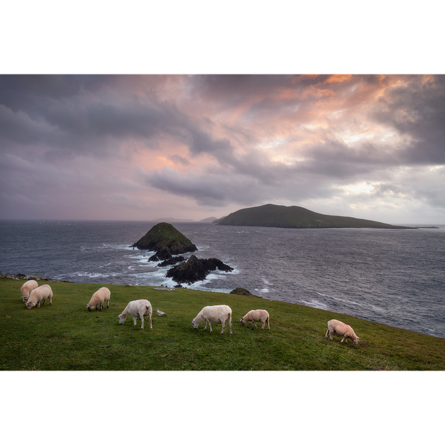 Sheep on Dunmore Head