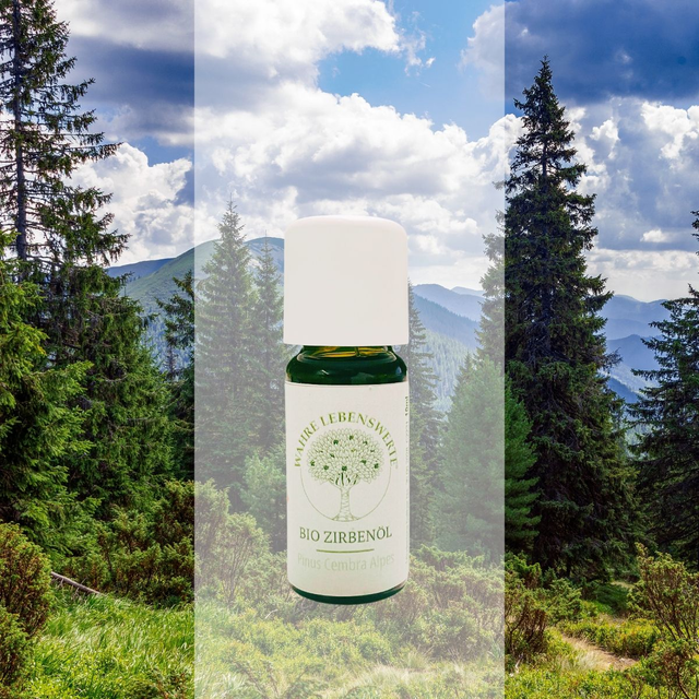 Huile essentielle bio de Pin Cembro des Alpes 
