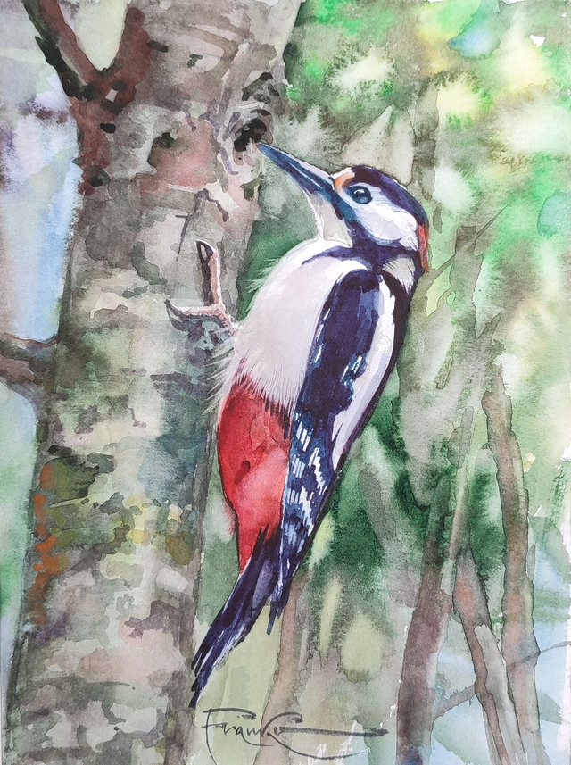 Dzięcioł duży, 35x28 (24x18 w świetle passe-partout) akwarela 2024