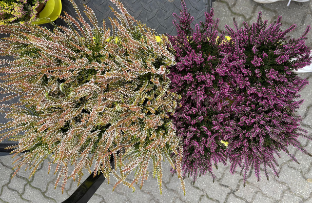 Heide Erica Einfarbig 10,5er 