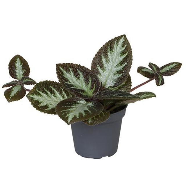 B18 . Episcia 'Silver Shield'