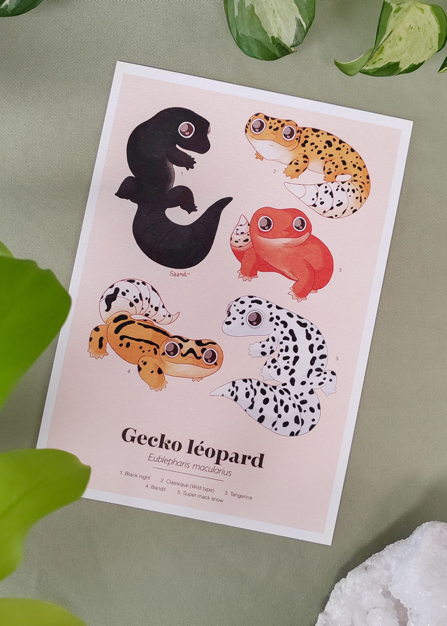 Collection "Planche d'études" - Gecko Léopard