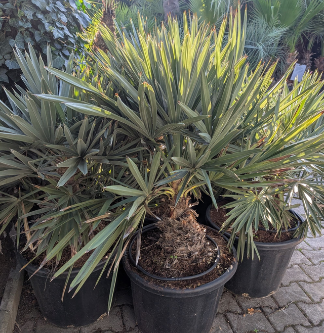 Trithrinax campestris blaue Nadelpalme