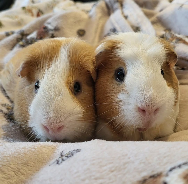 £75 donation to Patch's Piggy Trust