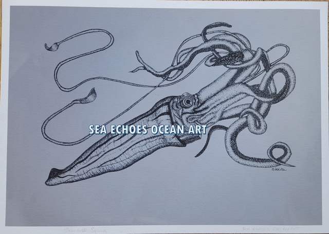 Humboldt Squid - A3 print
