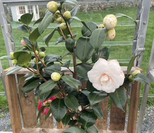 Camellia Winter Festival
