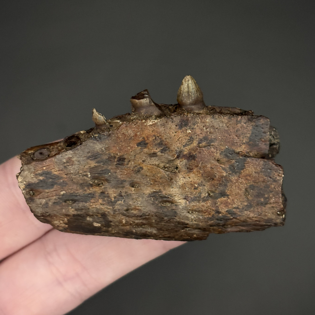 Alligator Jaw Section 