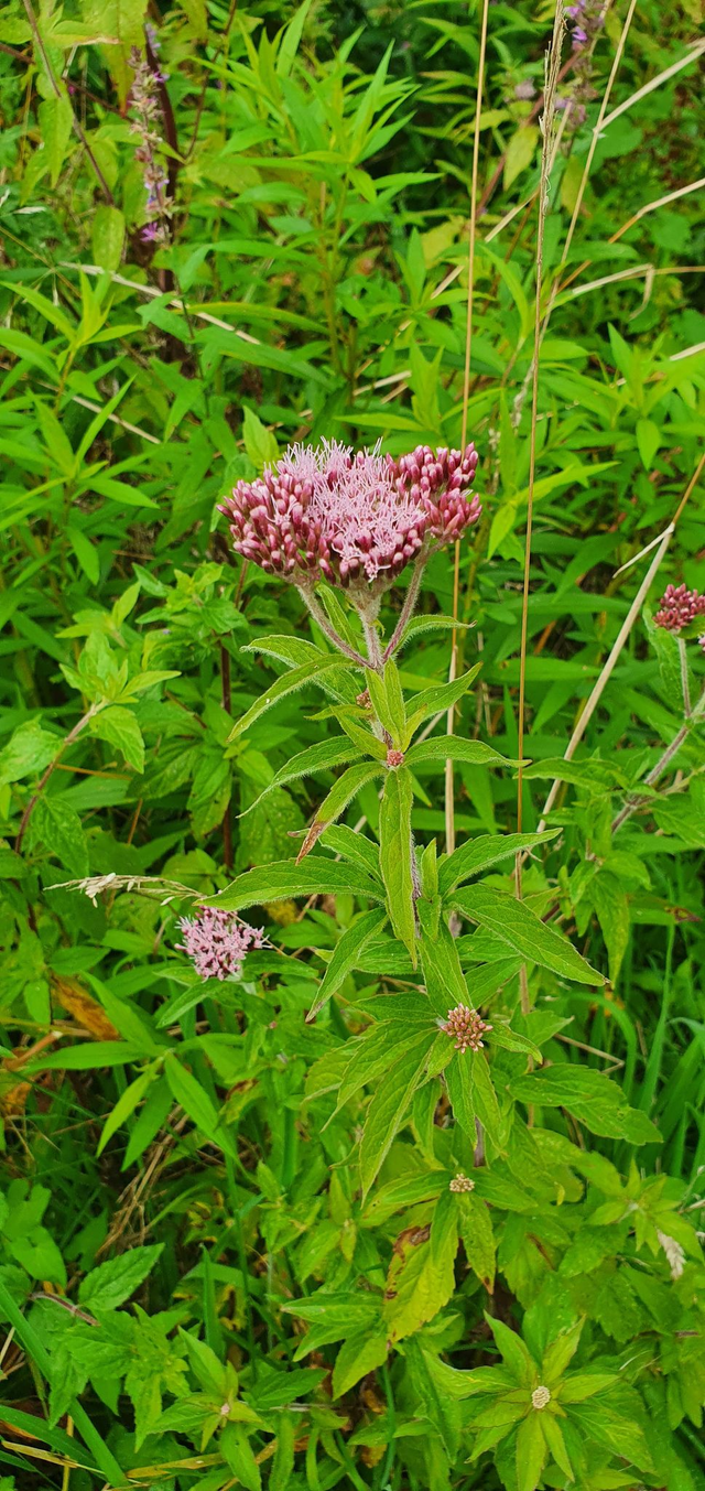 Chanvre d’eau (Eupatorium cannabinum )