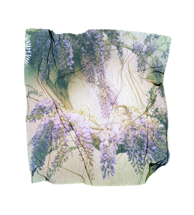 Polaroid Emulsion Lift Wisteria Flowers - 12x12 inches
