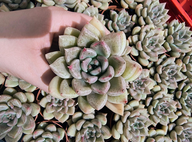 Graptoveria 'Melody'