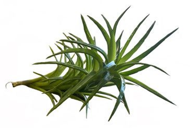 Tillandsia neglecta