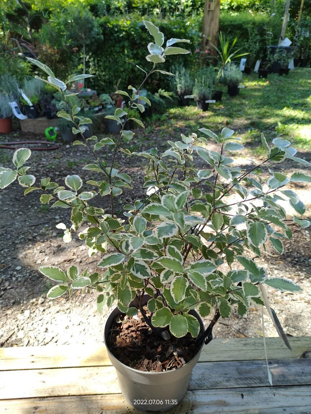 Pittosporum tenuifolium 'Elizabeth' - Clt3