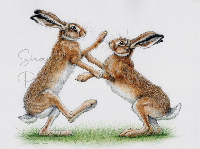 Boxing hares