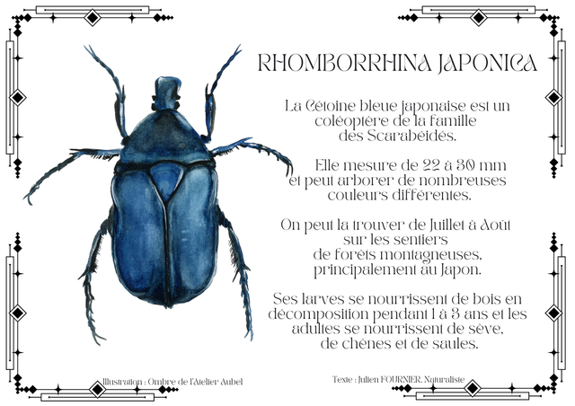 Rhomborrhina japonica texte