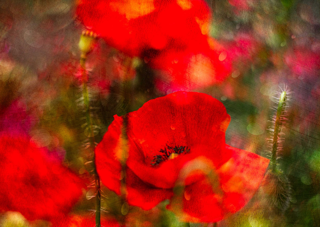 Red Poppy
