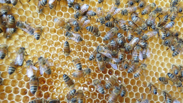 Ableger Buckfast Bienenvölk 