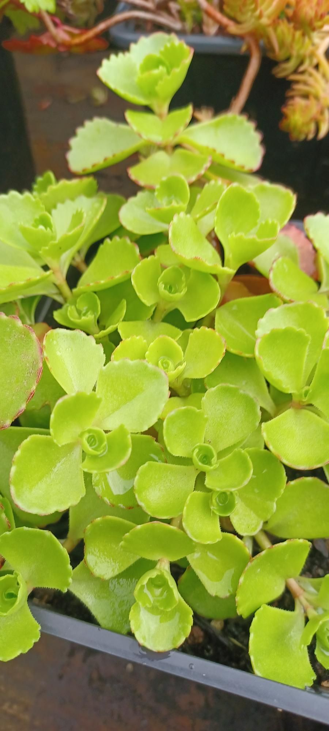 Sedum spurious Coccineum