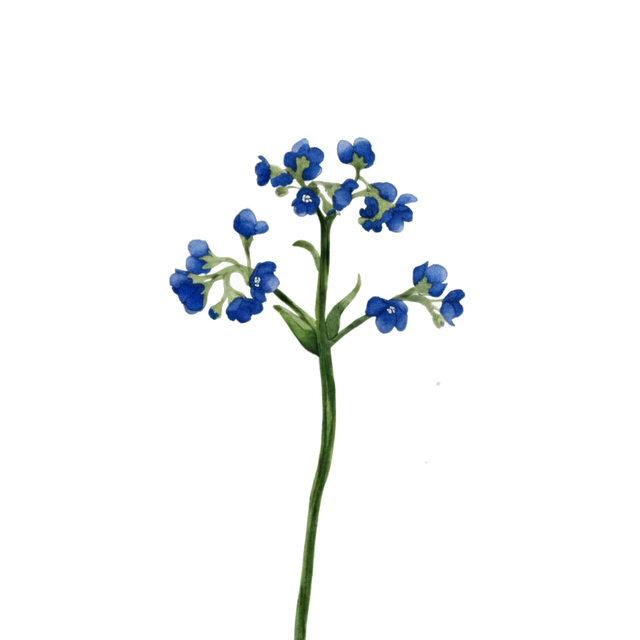 Cynoglossum 'Firmament'