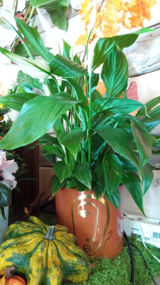 SPATHIPHILIUM CP MARON CERA