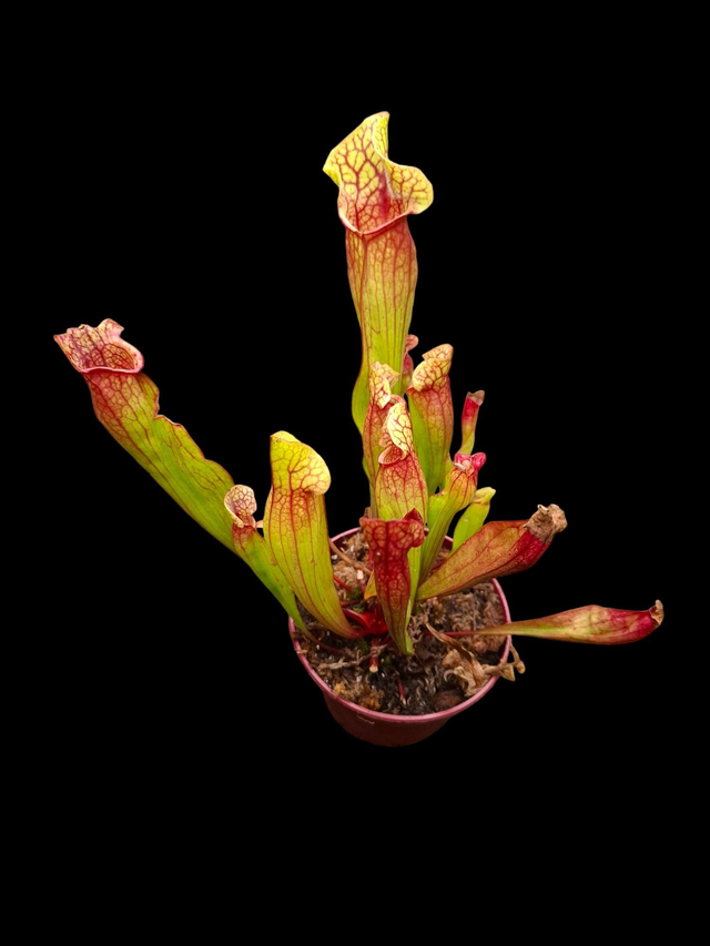 Sarracenia × catesbaei - Catesby&#039;s Pitcher Plant 12cm pot 