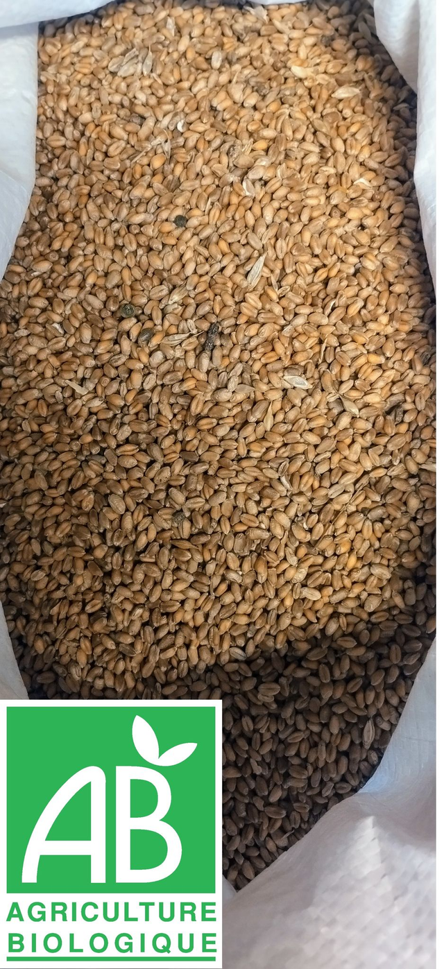 Blé bio – Grain