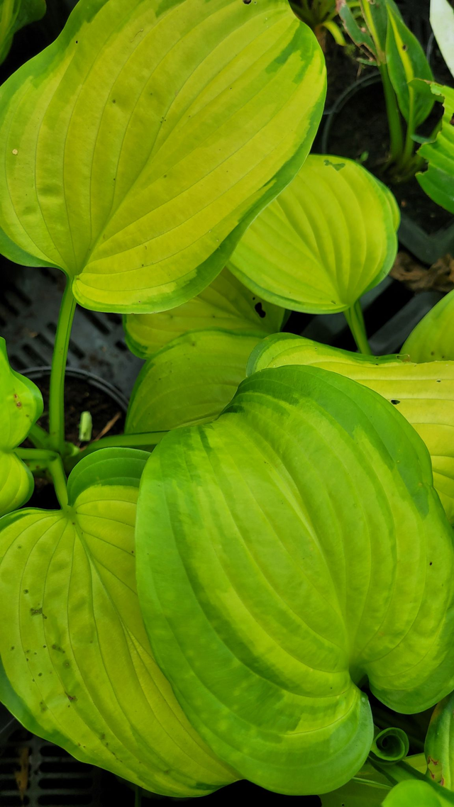 Hosta 'Stained Glass' 