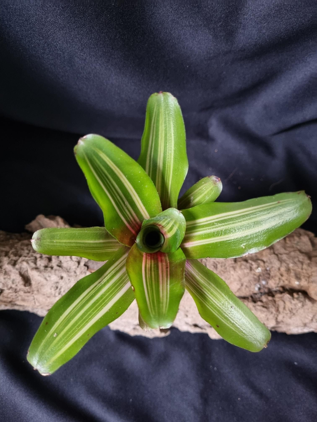 Neoregelia Iris