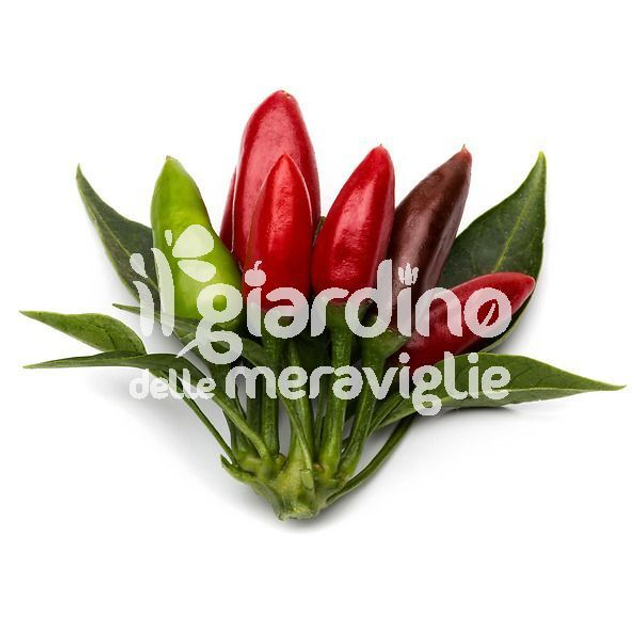 O11 . Peperoncino piccante dell'Etna in vaso 16