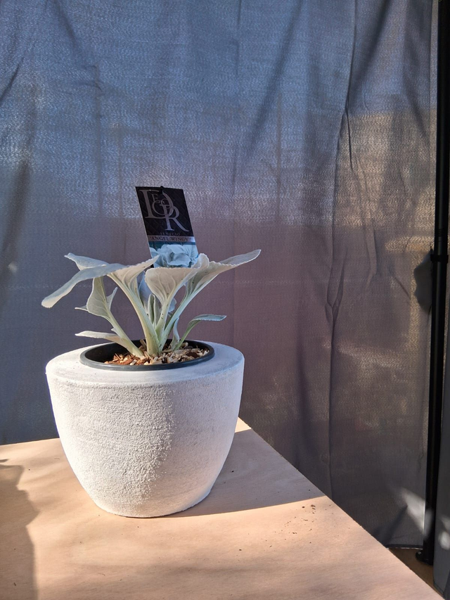 L12 . Senecio Angel Wings in "MILTO cachpot"