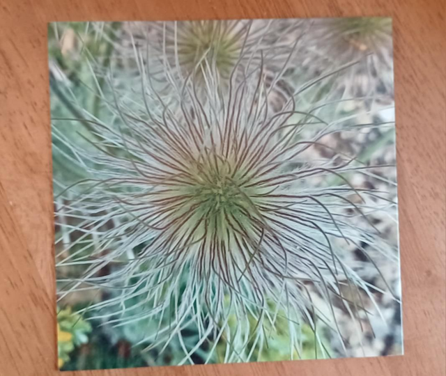 Pulsatilla seed head