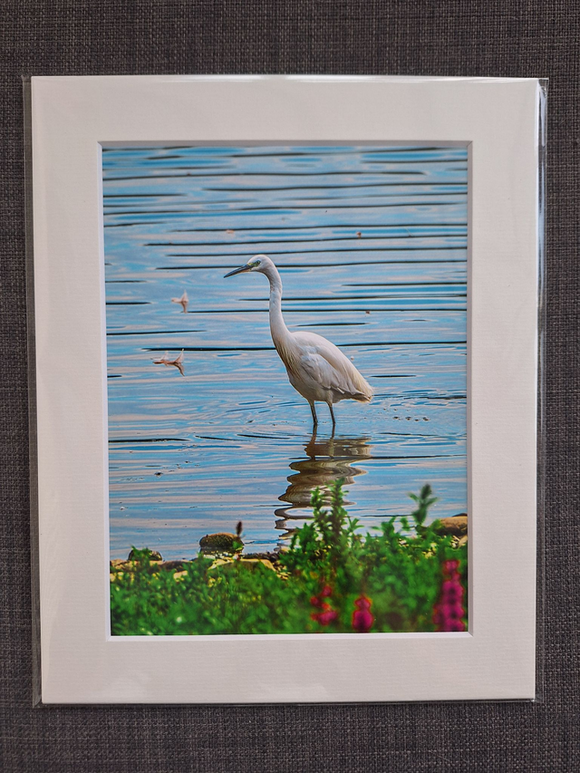 Mounted Photographs by Plantography - Little Egret
