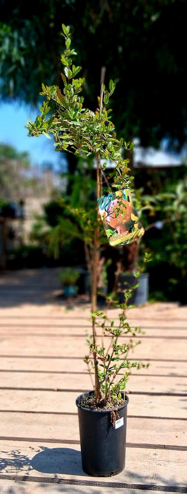 N15 . Melograno Mollar