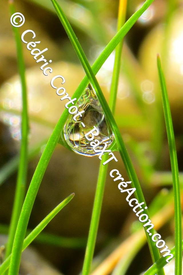 Impression sur alu dibond - Rosée et gouttes de pluie (ref 8400)