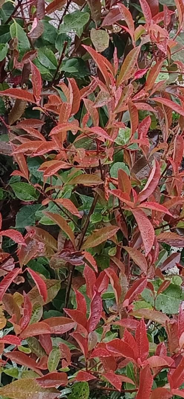 Photinea Red Robin