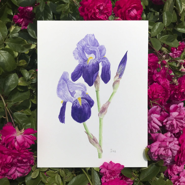 Iris 18x24cm