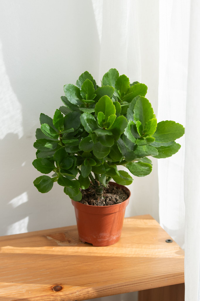 Kalanchoé Blossfeldiana 🌿