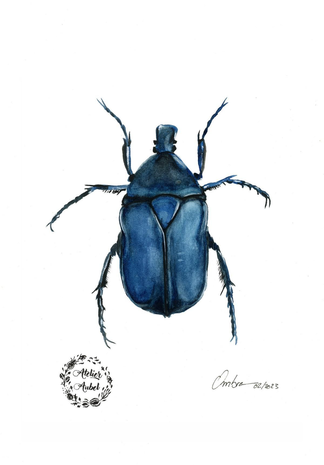 Rhomborrhina japonica