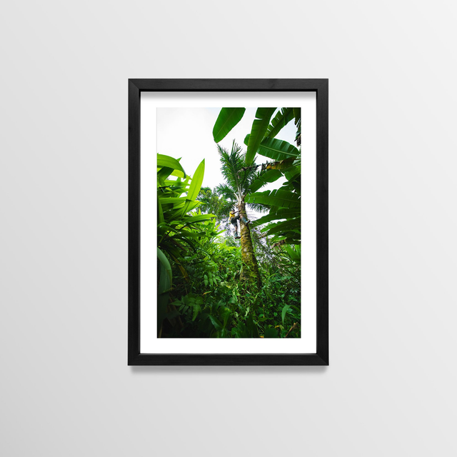 Vin de palme - Sao Tome