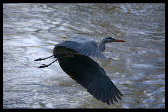 A4 Heron in Flight - Photoprint Framed