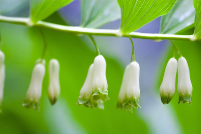 Polygonatum humile P9