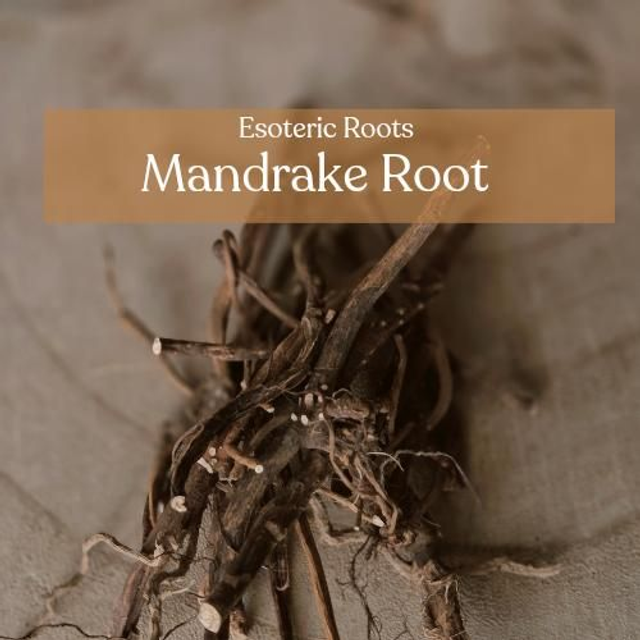 Mandrake: The Sovereign Root of High Magic